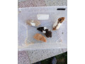 predam-syrske-skrecky-small-3