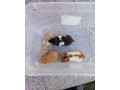 predam-syrske-skrecky-small-1