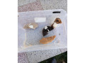 predam-syrske-skrecky-small-2