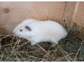 morske-prasiatko-small-0