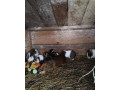 morske-prasiatka-small-0