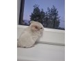 cincila-small-0