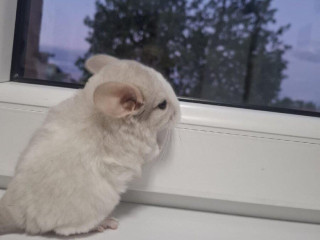 cincila