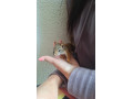 vevericka-kanadska-small-3