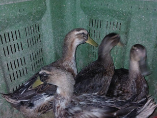 kacky