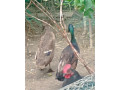 predam-indicke-bezce-small-3