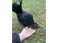 kuriatka-japonka-chabo-cierna-small-3