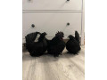 kuriatka-japonka-chabo-cierna-small-0