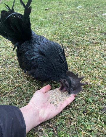 kuriatka-japonka-chabo-cierna-big-3