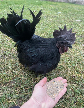 kuriatka-japonka-chabo-cierna-big-2
