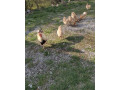zdrobnene-wyandotky-lososove-small-0