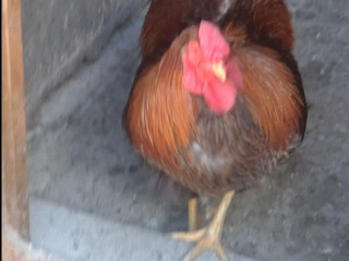 kohuty