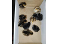 predam-kuriatka-ameraucana-small-0