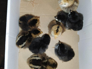 predam-kuriatka-ameraucana