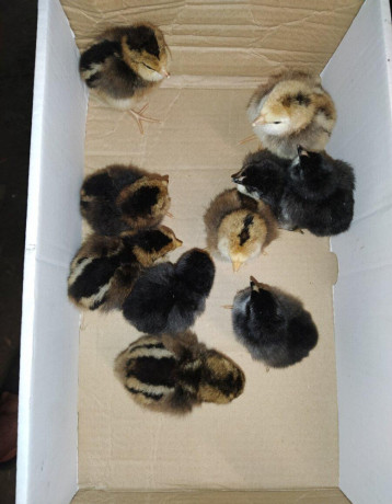 predam-kuriatka-ameraucana-big-0