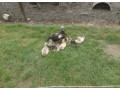 predam-mlade-kacice-small-3