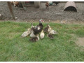 predam-mlade-kacice-small-2