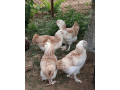 faverol-lososova-small-1