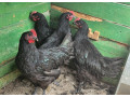 kohuti-australorp-small-1