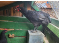 kohuti-australorp-small-2