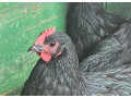 kohuti-australorp-small-0