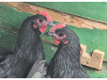 kohuti-australorp-small-3