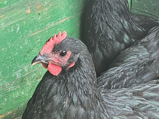 kohuti-australorp