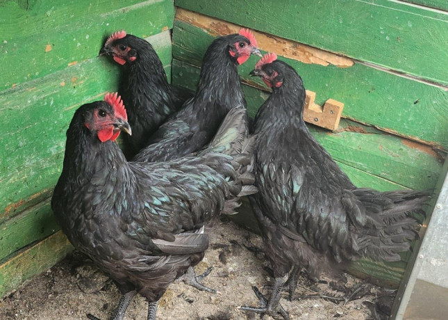 kohuti-australorp-big-1