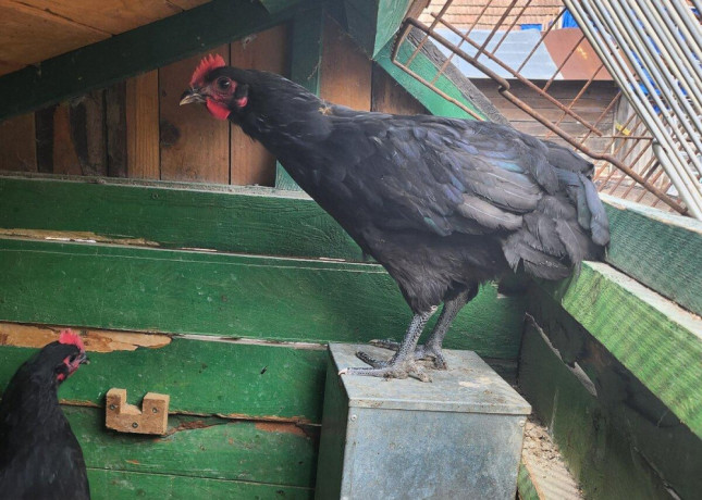 kohuti-australorp-big-2
