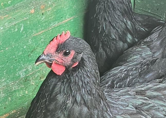 kohuti-australorp-big-0