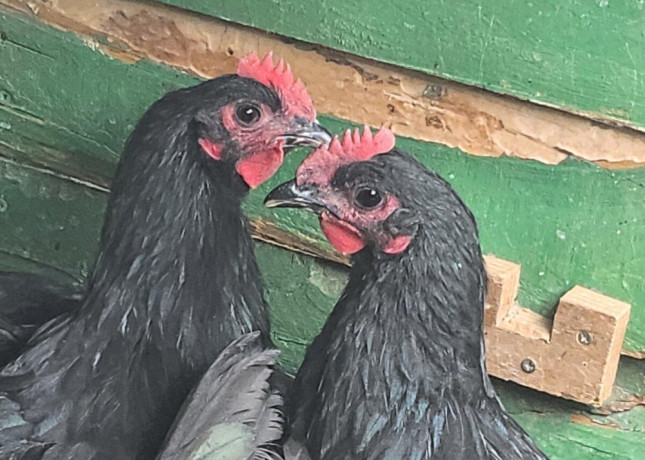 kohuti-australorp-big-3