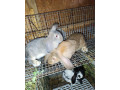 predam-kraliky-small-0