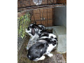 predam-kraliky-small-1