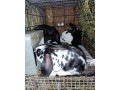 predam-kraliky-small-2