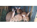 predam-mlade-small-4