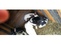 predam-mlade-zajace-small-3