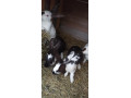 predam-mlade-zajace-small-2