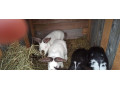 predam-mlade-zajace-small-4