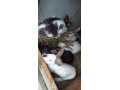 predam-mlade-zajace-small-1