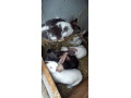 predam-mlade-zajace-small-2