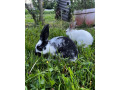 domace-kraliky-small-0