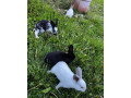 domace-kraliky-small-4