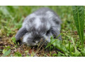 zakrsly-barancek-minilop-small-0