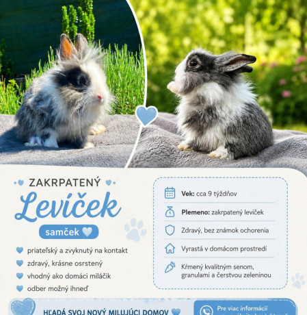zakrsly-levik-big-0
