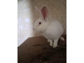 predam-zajaca-small-0