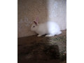 predam-zajaca-small-1