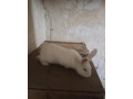 predam-zajaca-small-2