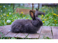 predam-kraliky-small-3
