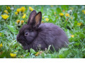 predam-kraliky-small-4