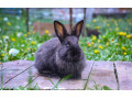 predam-kraliky-small-2